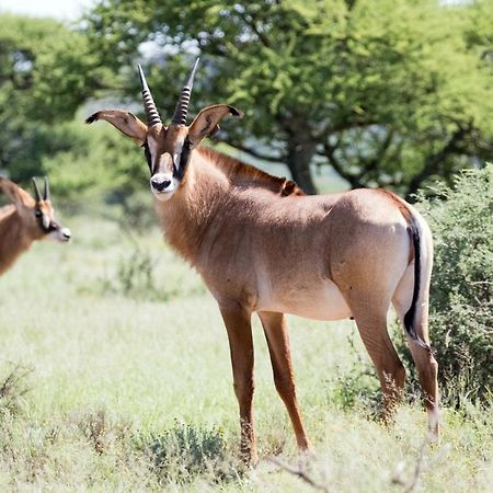 Wag N Bietjie Bush Lodge Heuningneskloof Bagian luar foto